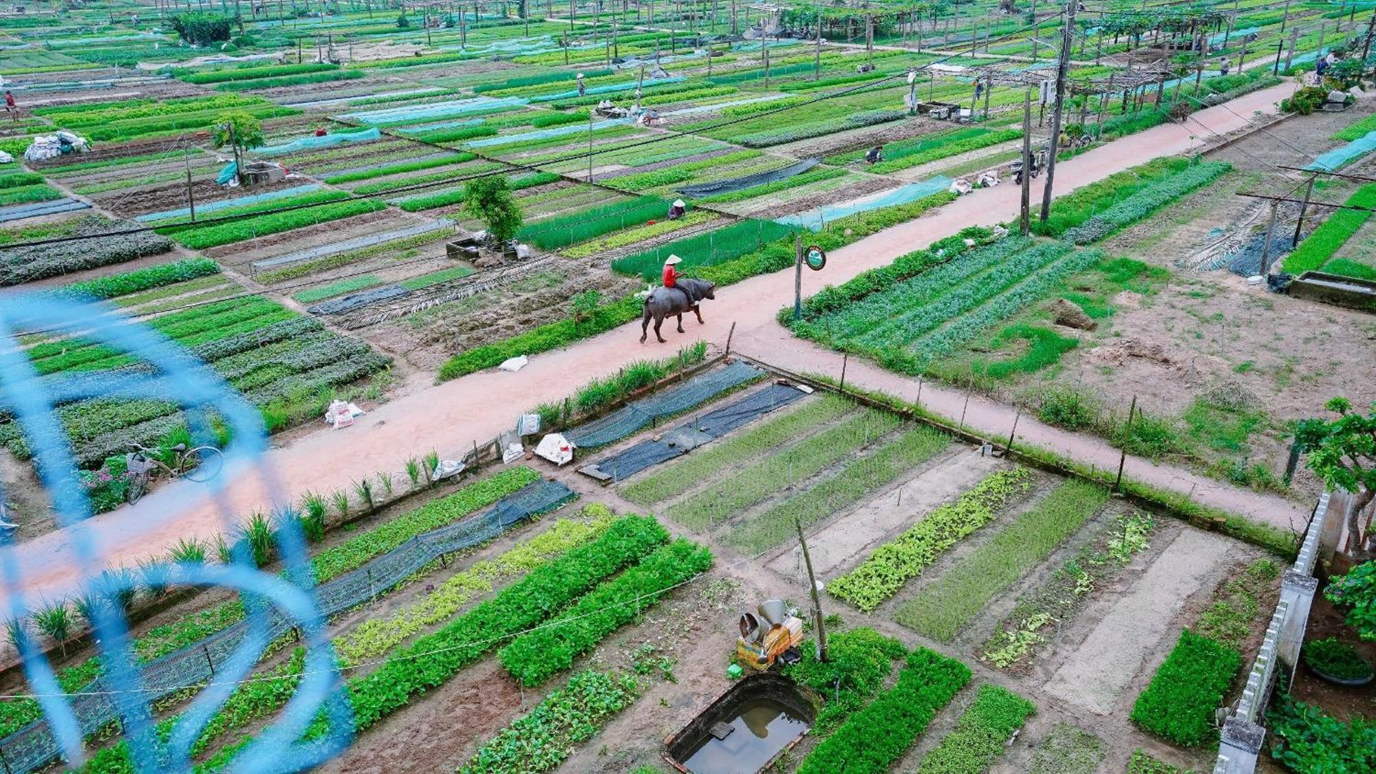 Tra Que Green Villa Hoi An Bagian luar foto